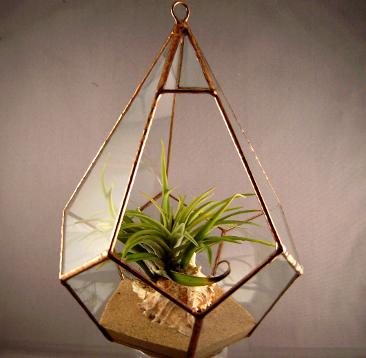 hanging glass terrarium air plant